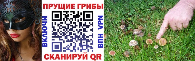 Галлюциногенные грибы Psilocybe купить наркоту блэк спрут как зайти Обнинск